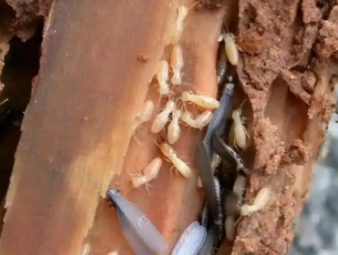 定南白蚁防治公司分享出租房防虫管理指南，助力房东稳定房源品质